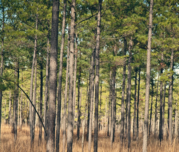 forest management